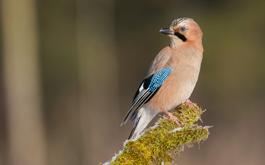 Jay bird (Garrulus glandarius) in morning sun