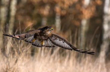 Common buzzard (Buteo buteo)