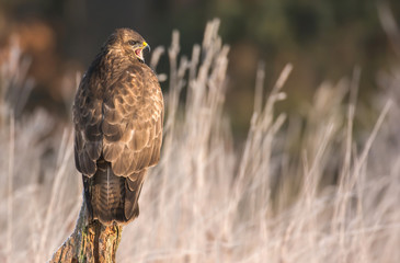 Common buzzard (Buteo buteo)