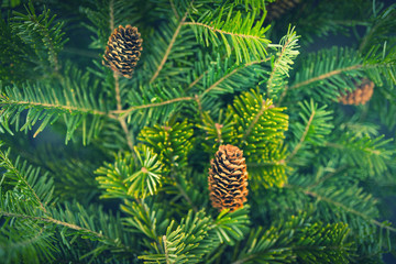 Pine branches with fir-cone. Vintage color effect. Shallow depth of field.