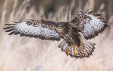 Common buzzard (Buteo buteo)