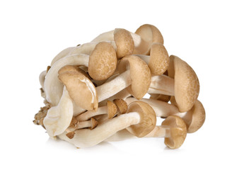 shimeji mushroom, brown beech mushroom on white background