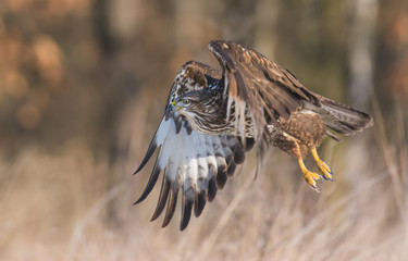 Common buzzard (Buteo buteo)