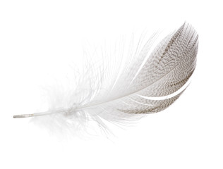 striped seagull feather isolated on white