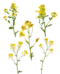 five golden wild mustard flowers collection