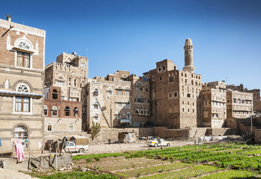 urban vegetable garden in sanaa city yemen
