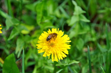 Bee on dandelion