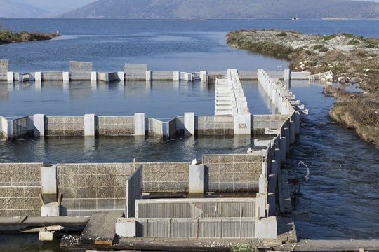 fish breeding in Koronisia Arta Greece