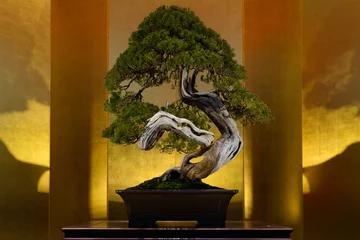 Fotobehang Japanse kunstvorm met bomen, Bonsai, op de gouden achtergrond © Sean K