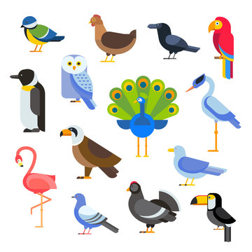Birds vector set illustration. Egle, parrot, pigeon and toucan. Penguins, flamingos, crows, peacocks. Black grouse, chicken, sofa, heron