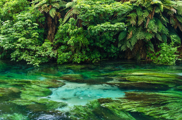 Blue Spring which is located at Te Waihou Walkway,Hamilton New Zealand. It internationally...