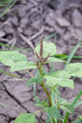 close up green sprout on the ground