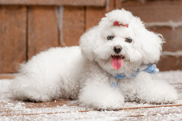 Portrait of a little dog