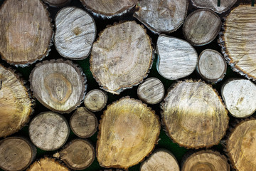 Texture of wooden trunks 