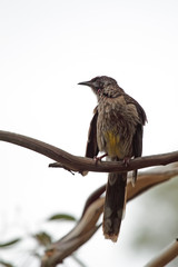 Rotlappen-Honigfresser (Anthochaera carunculata)