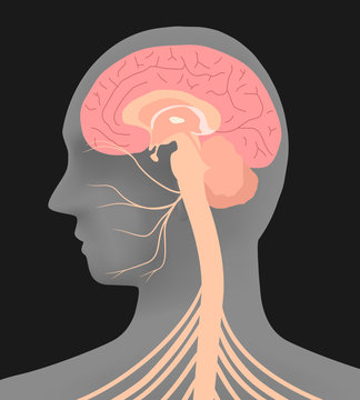 Human Head Silhouette And Facial Nerve, Vector Illustration