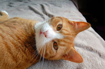 Red cat with brown eyes