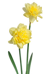 Beautiful daffodils isolated on white background