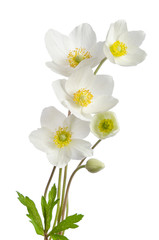 Fototapeta premium White anemone flowers isolated on white background