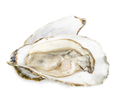 Oyster close-up isolated on a white background.