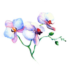 Obraz na płótnie Canvas the new view of orchid watercolor hand drawn for postcard isolated on the white background