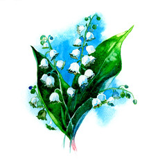 the valley lily spring flowers watercolor hand drawn isolated on the white background - 101190017