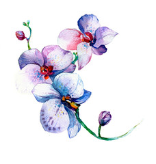 Fototapeta na wymiar the new view of orchid watercolor hand drawn for postcard isolated on the white background