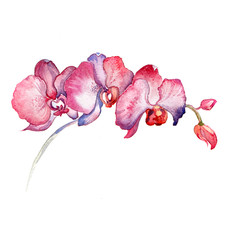 the new view of orchid watercolor hand drawn for postcard isolated on the white background - 101190039
