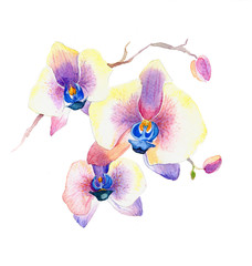 the new view of orchid watercolor hand drawn for postcard  isolated on the white background