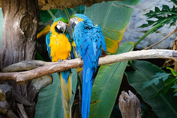 Cute blue and gold macaw in tropical forest