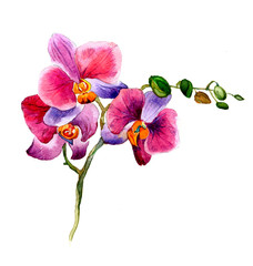 the new view of orchid watercolor hand drawn for postcard  isolated on the white background