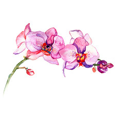 the new view of orchid watercolor hand drawn for postcard  isolated on the white background - 101190228