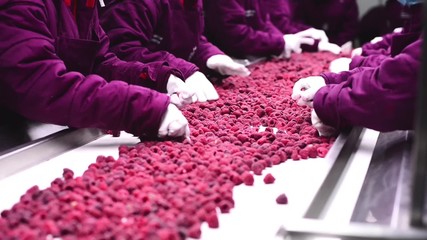 Industrial frozen raspberries are refining, quality and ripe raspberiies are separated  from rotten, bad and other unwanted elements at cold store