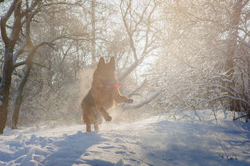 Purebred German Shepherd playing in the snow.