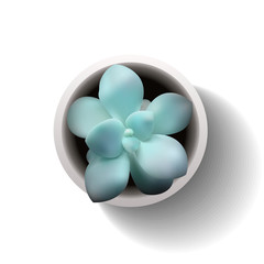 vector succulent echeveria3