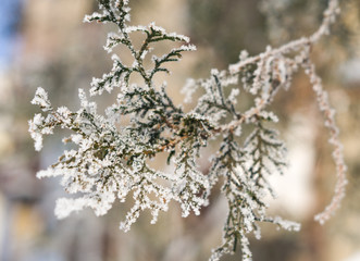 White frost on a branch of cypress macro