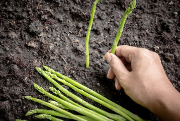 Obraz premium Organic asparagus on black soil