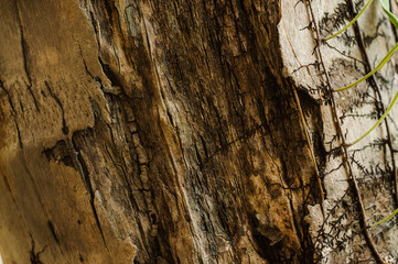 closeup of palm tree texture