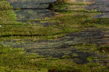 Wood textured background with green moss