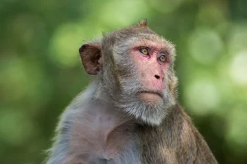 Crédence de cuisine en verre imprimé Singe Close up of   Macaque monkey