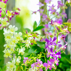 beautiful branches of purple, yellow orchid, dendrobium on green - obrazy, fototapety, plakaty