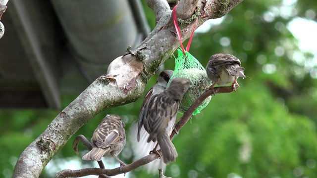 sparrow eat bird seed
