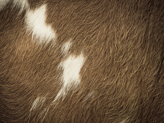 cow fur background (29)