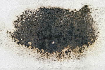 Black mold.