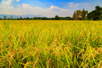 Thailand rice farm plantation