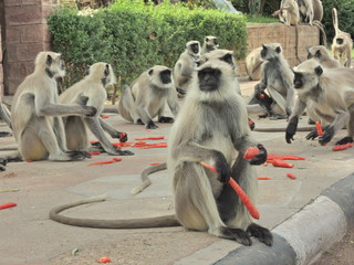 Monkeys eating carrot  in India