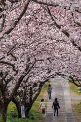 桜のアーチ＠佐賀県武雄市