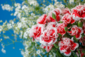 カーネーション