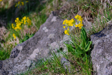 Primula veris spring