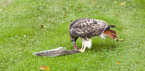 Red Tail Hawk and it's Prey